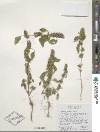 Amaranthus powellii image