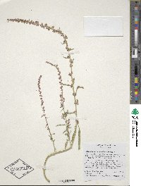 Amaranthus acanthochiton image