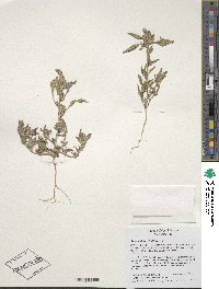 Amaranthus retroflexus image