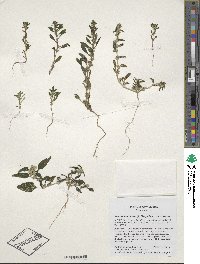 Amaranthus obcordatus image