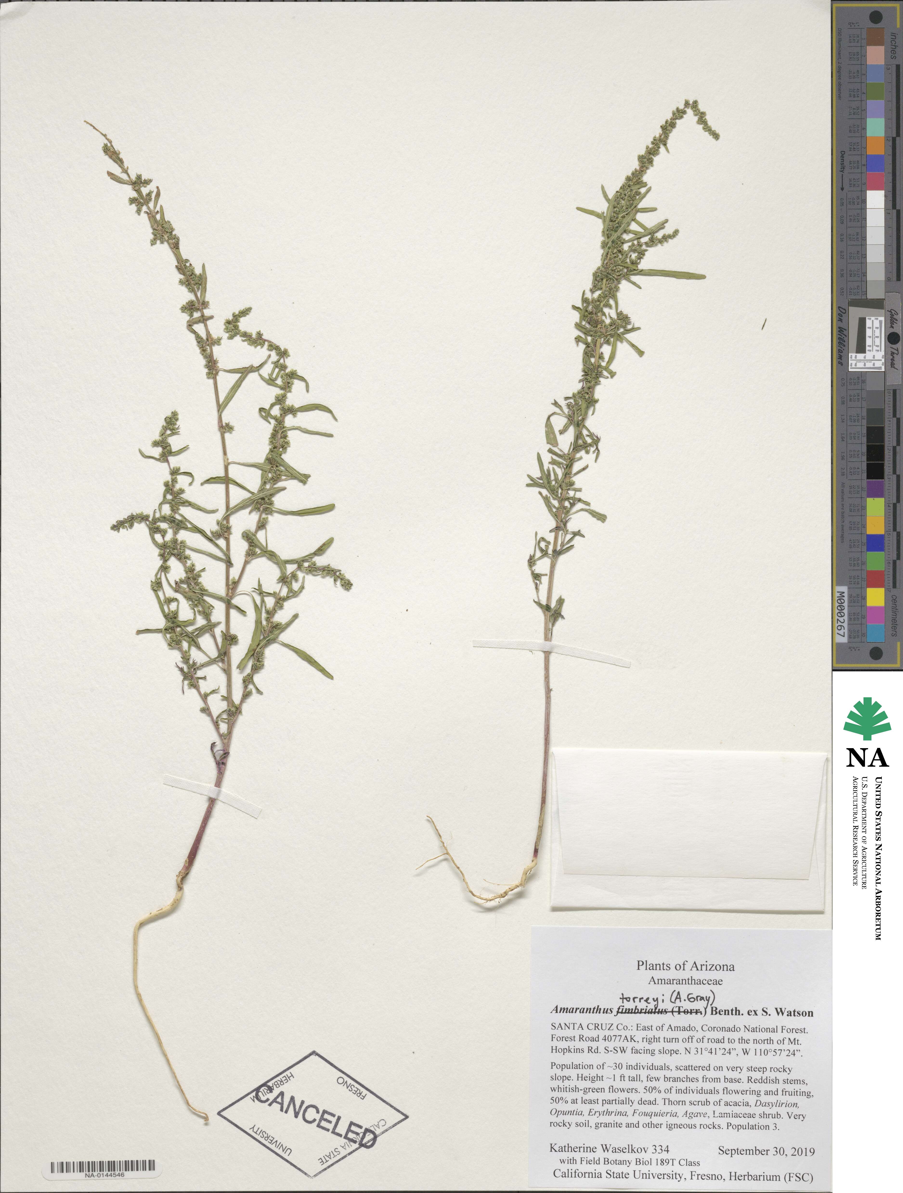 Amaranthus torreyi image