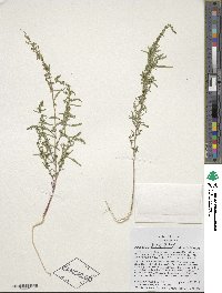 Image of Amaranthus torreyi