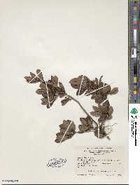 Rhododendron viscosum image