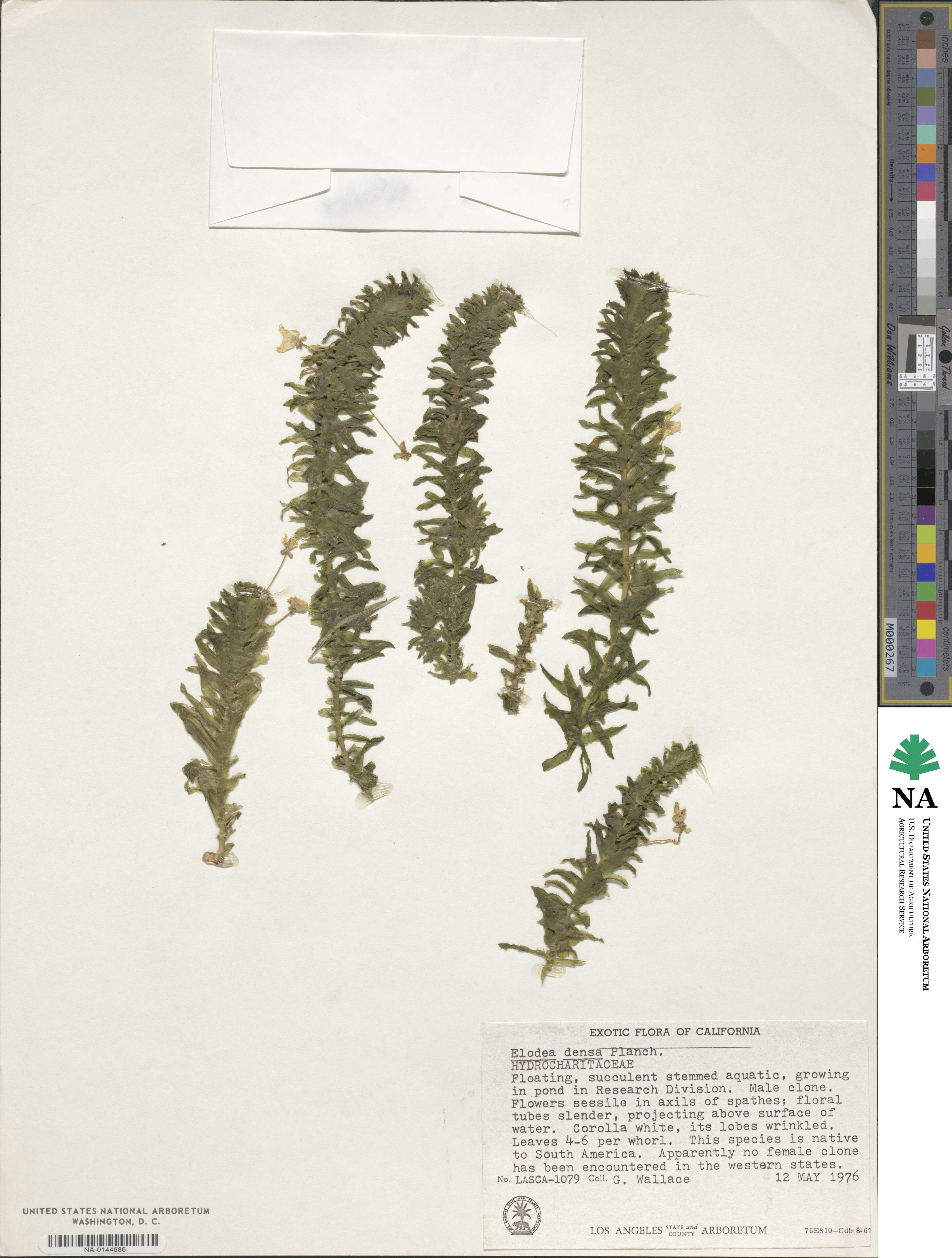 Elodea densa image