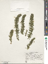 Elodea densa image