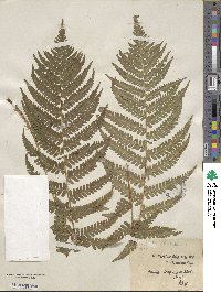 Dryopteris filix-mas image