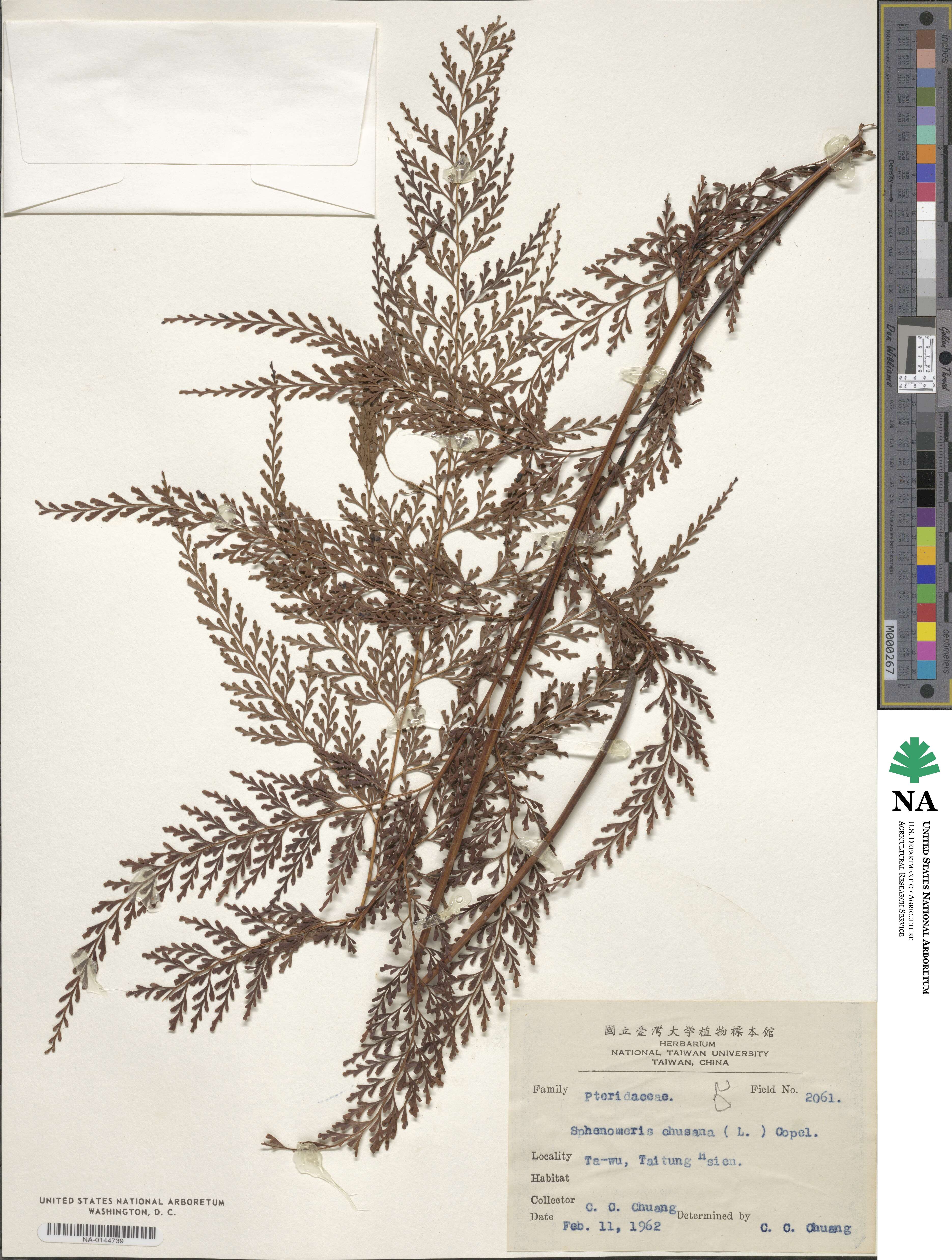 Odontosoria chinensis image