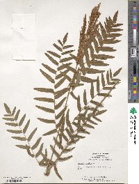 Osmunda regalis image