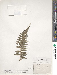 Dryopteris filix-mas image