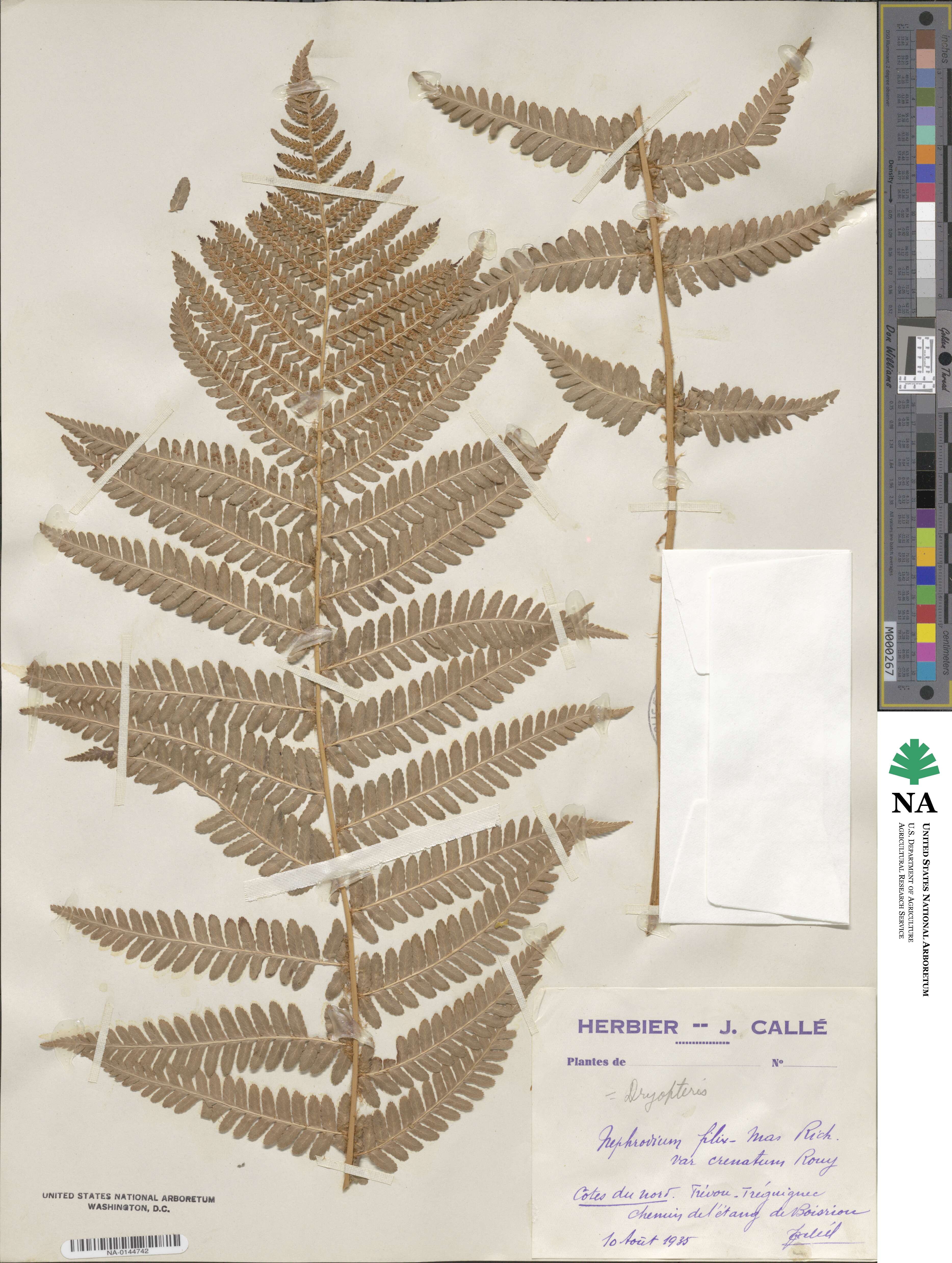 Dryopteris filix-mas subsp. filix-mas image