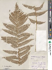 Dryopteris filix-mas subsp. filix-mas image