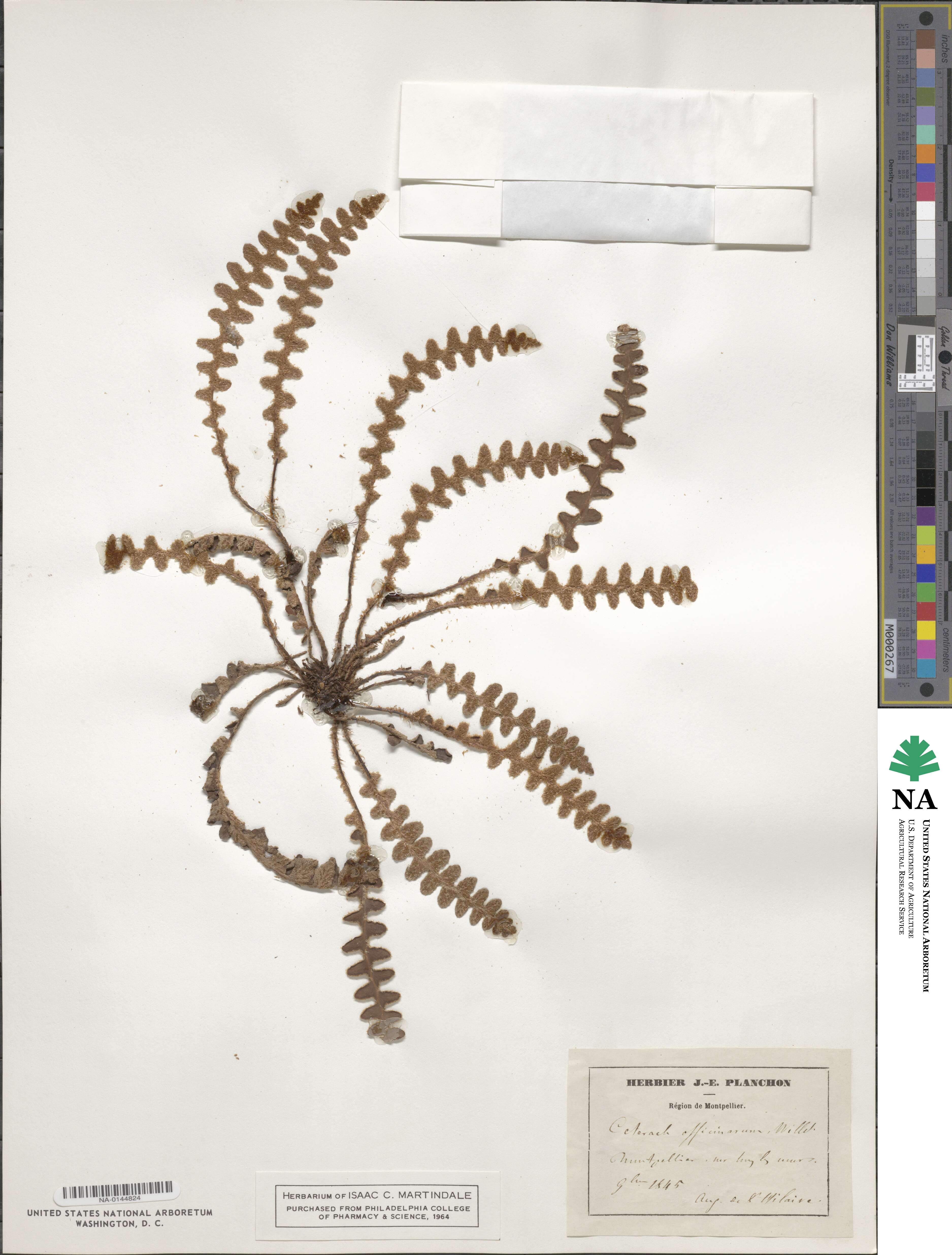 Asplenium ceterach image