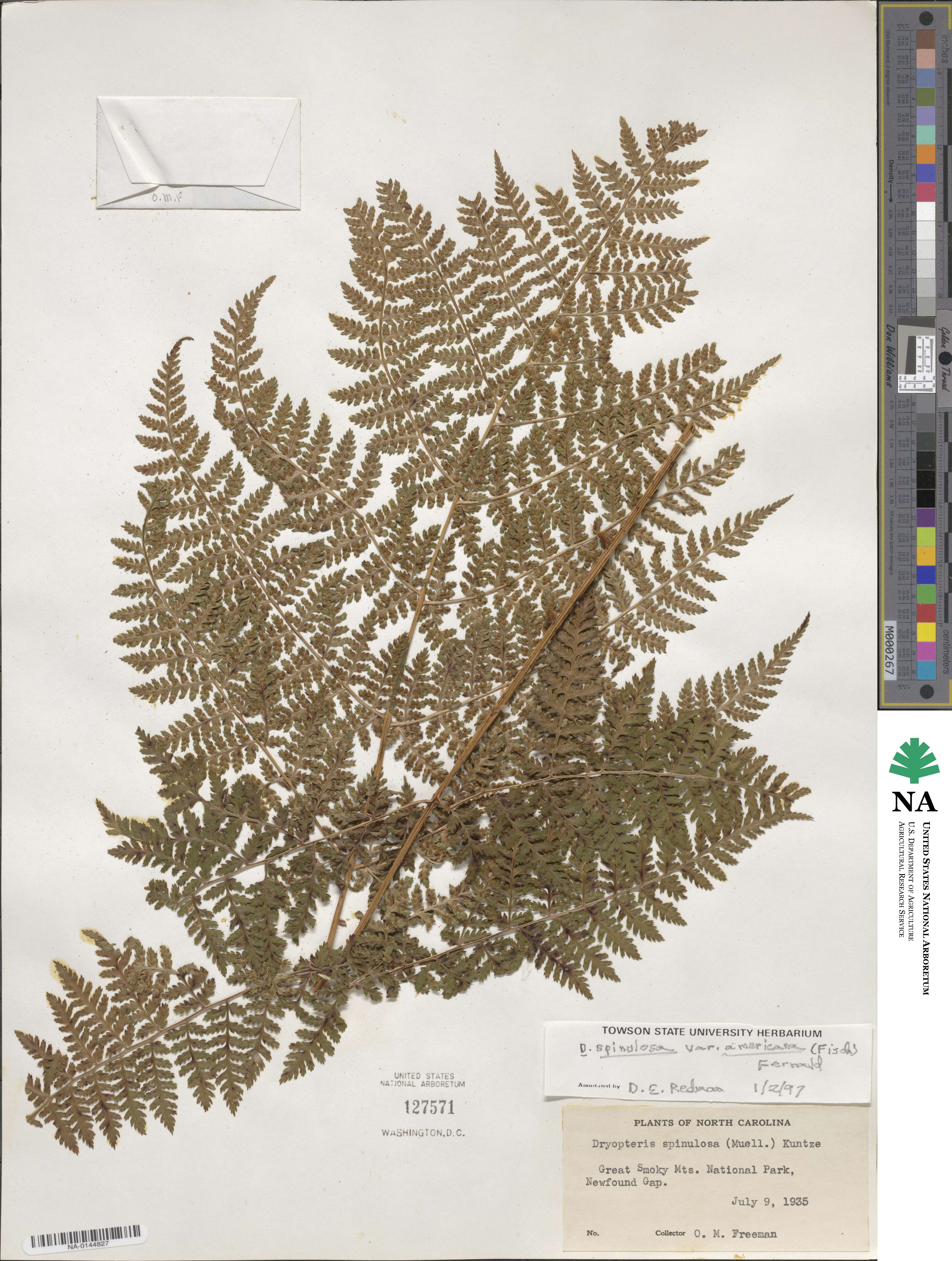 Dryopteris campyloptera image