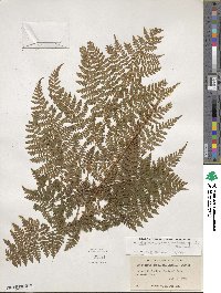 Dryopteris campyloptera image