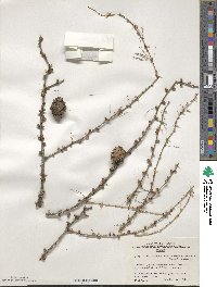 Larix decidua image