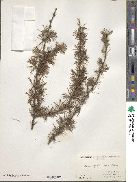 Larix gmelinii image