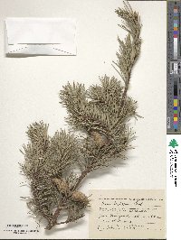 Pinus banksiana image