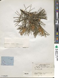 Pinus sylvestris image