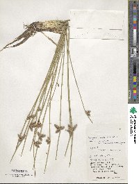 Scirpus juncoides image