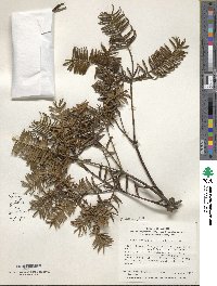 Torreya nucifera image