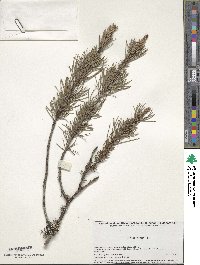 Pinus pinea image