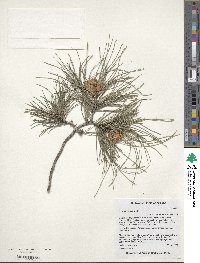 Pinus brutia var. eldarica image