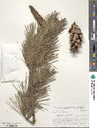 Pinus peuce image