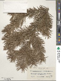 Pseudotsuga menziesii image