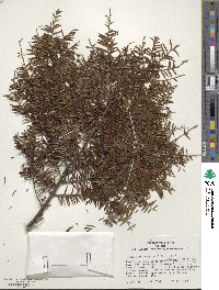 Tsuga canadensis image