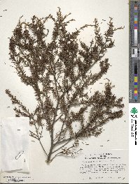 Tsuga canadensis image