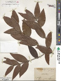 Agathis robusta image