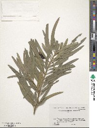 Podocarpus macrophyllus image