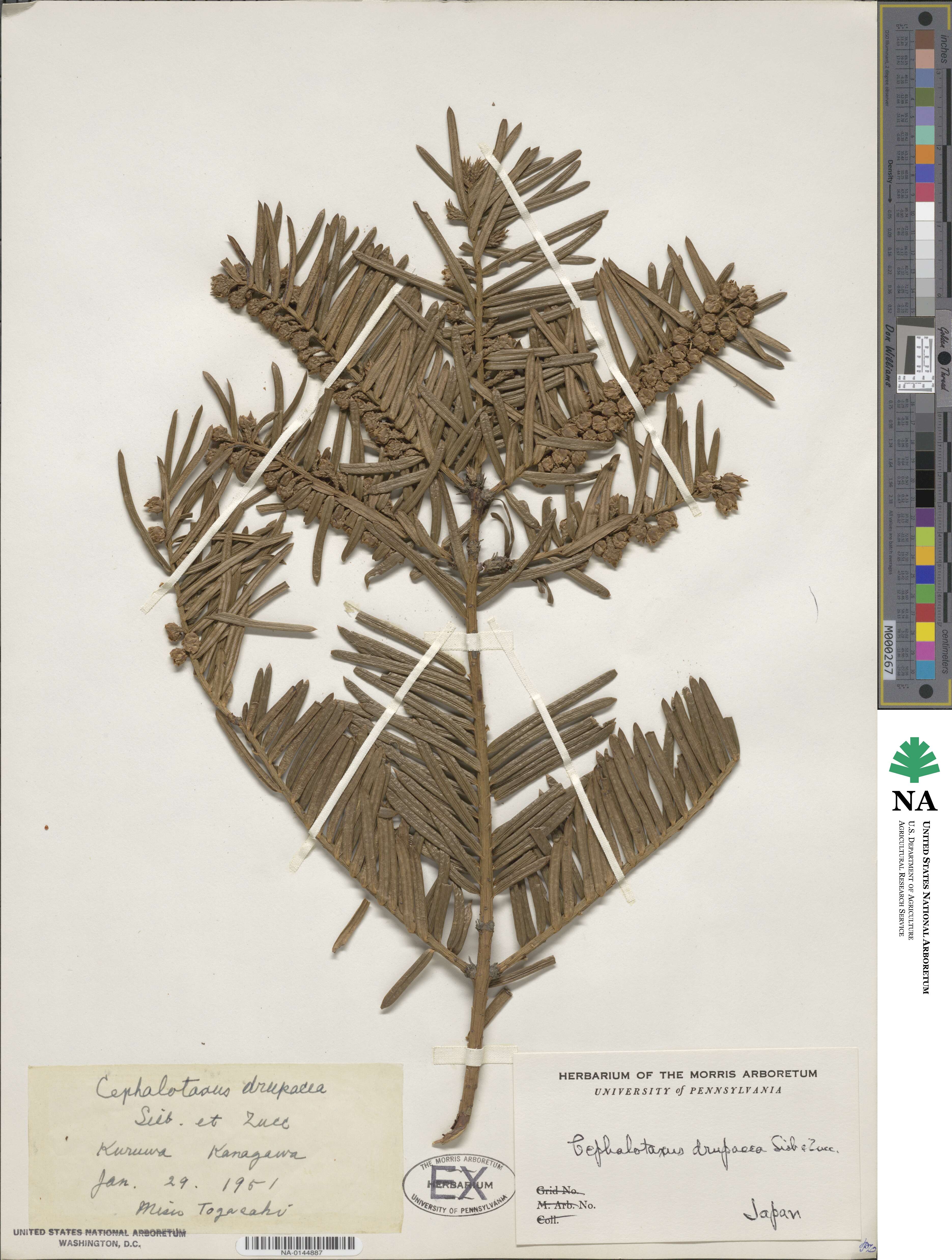 Cephalotaxus harringtonia subsp. drupacea image