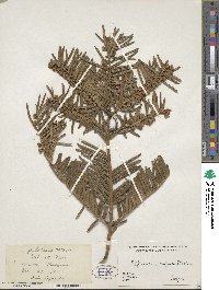 Cephalotaxus harringtonia image