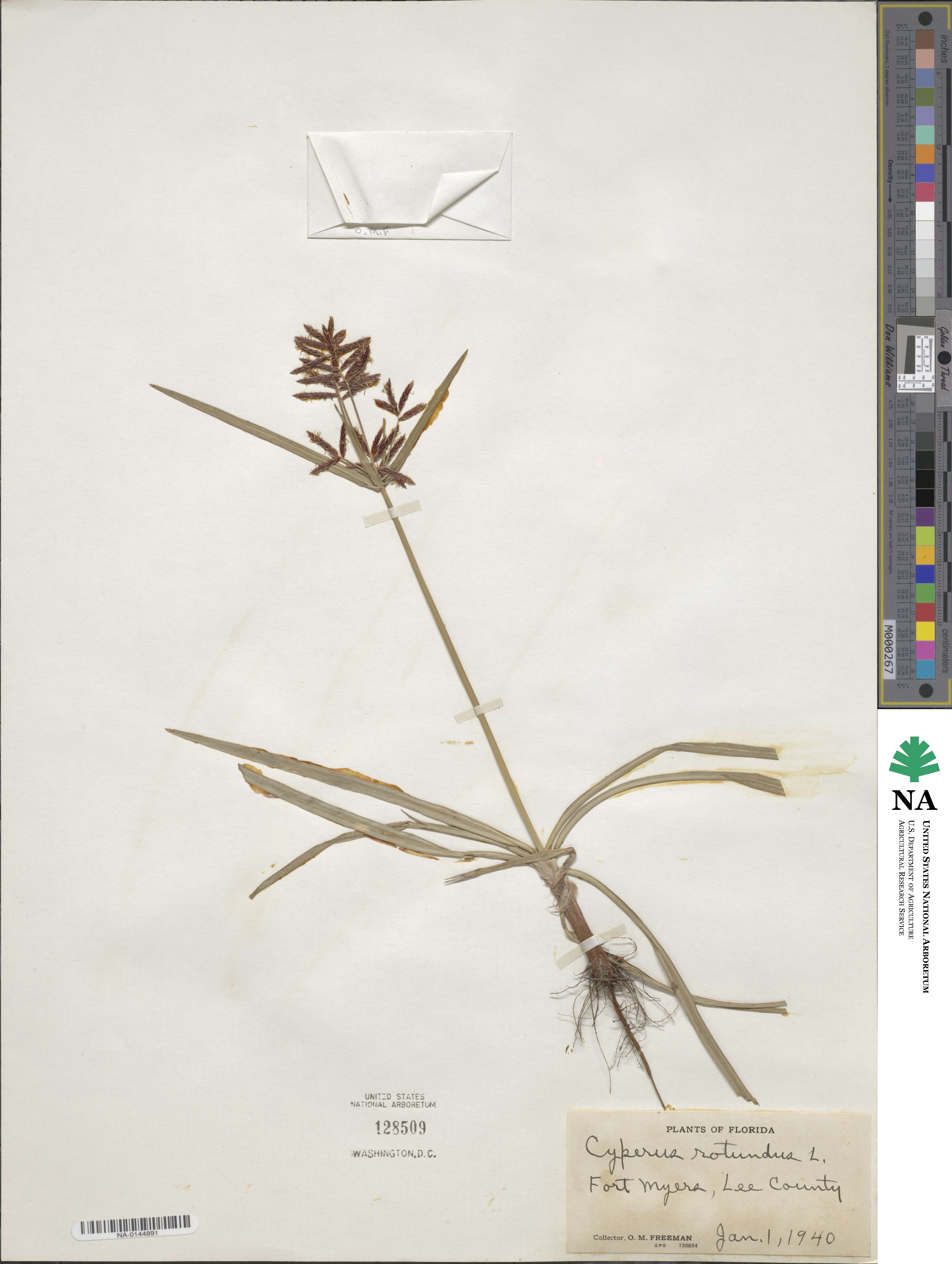 Cyperus rotundus image