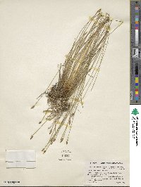 Eleocharis uniglumis subsp. uniglumis image