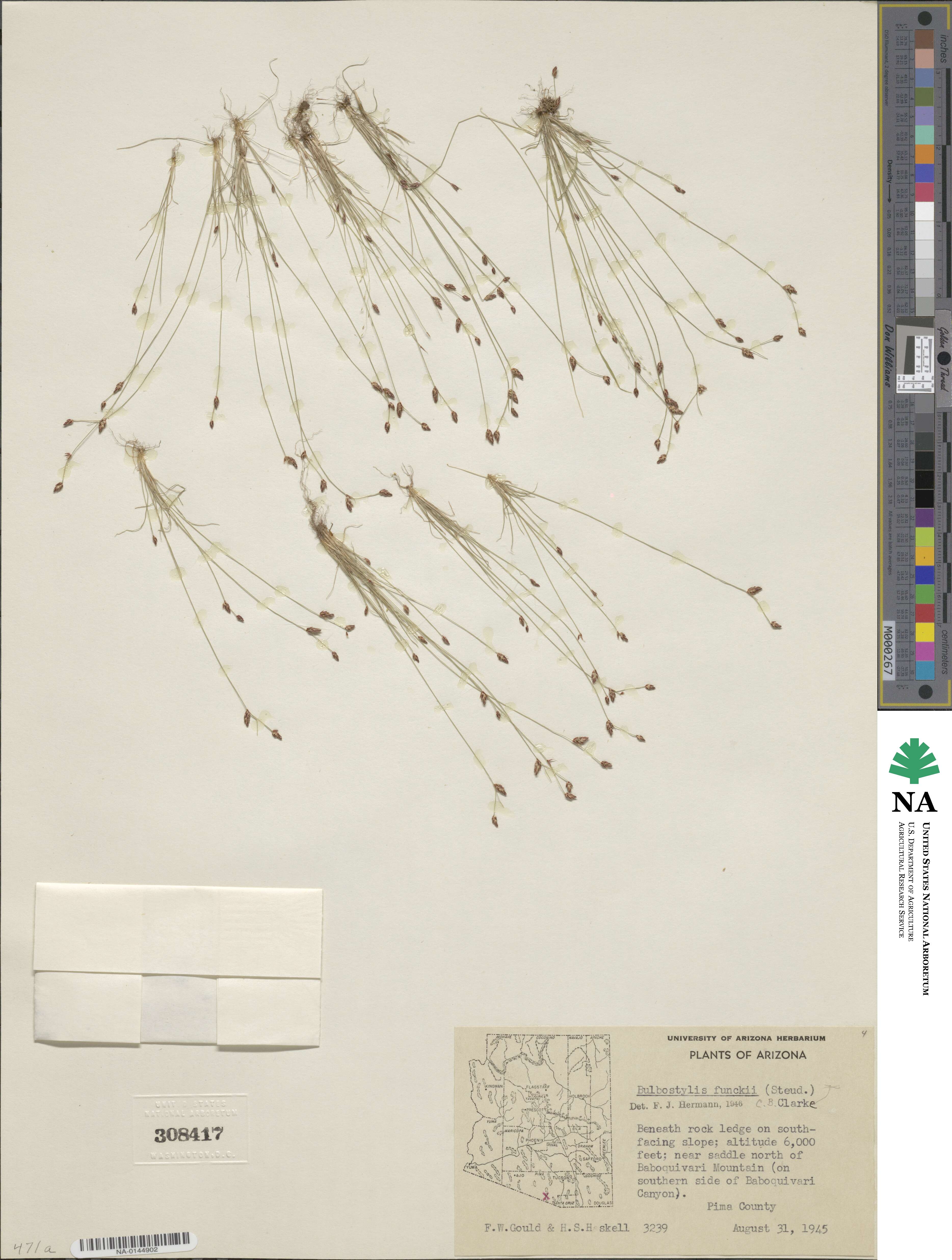 Bulbostylis funckii image