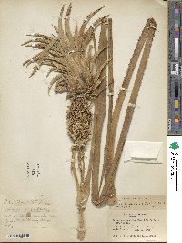 Ananas comosus image