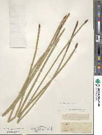 Eleocharis geniculata image