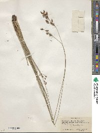 Fimbristylis dichotoma subsp. dichotoma image