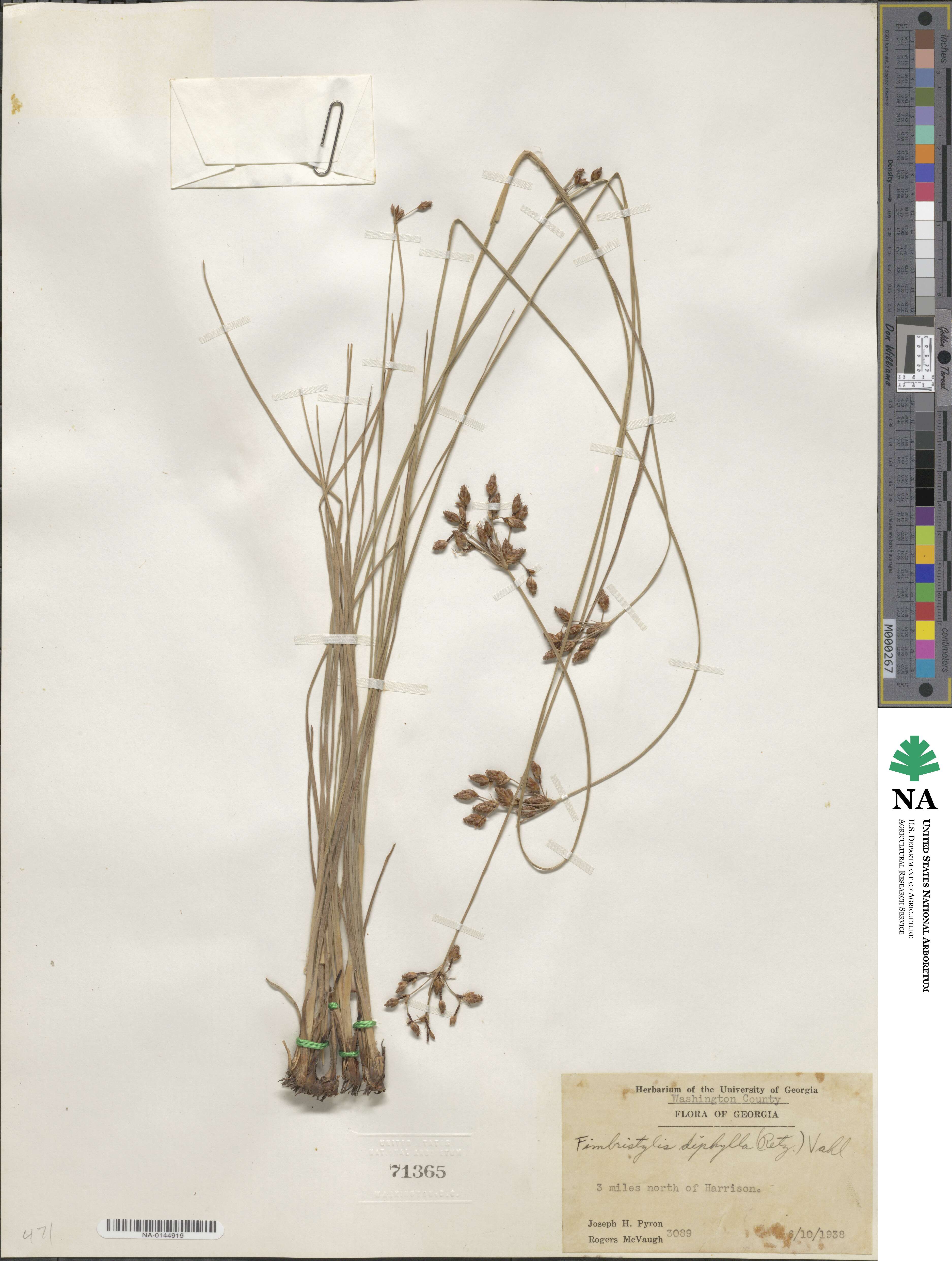 Fimbristylis dichotoma subsp. dichotoma image