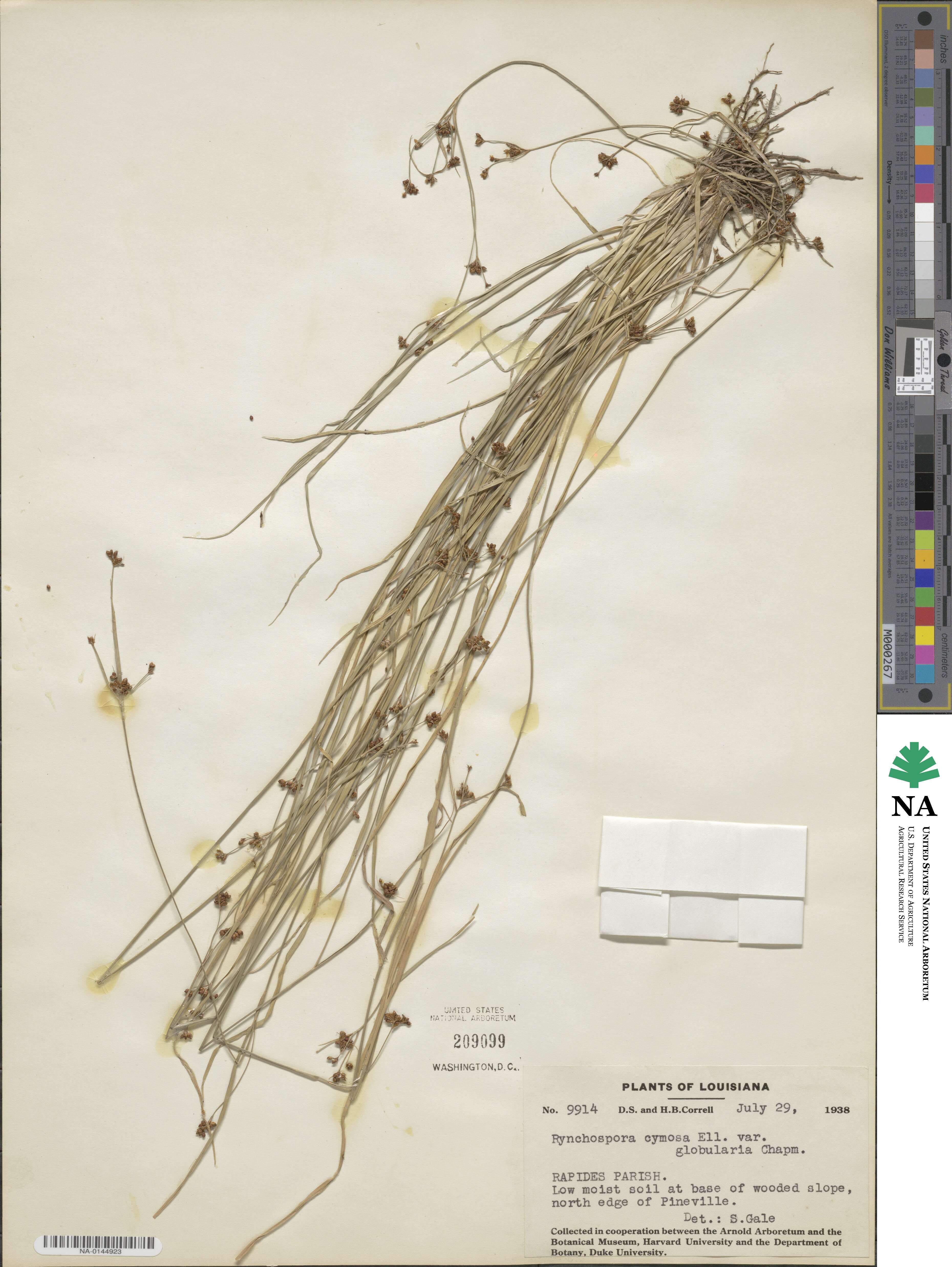 Rhynchospora cephalantha image