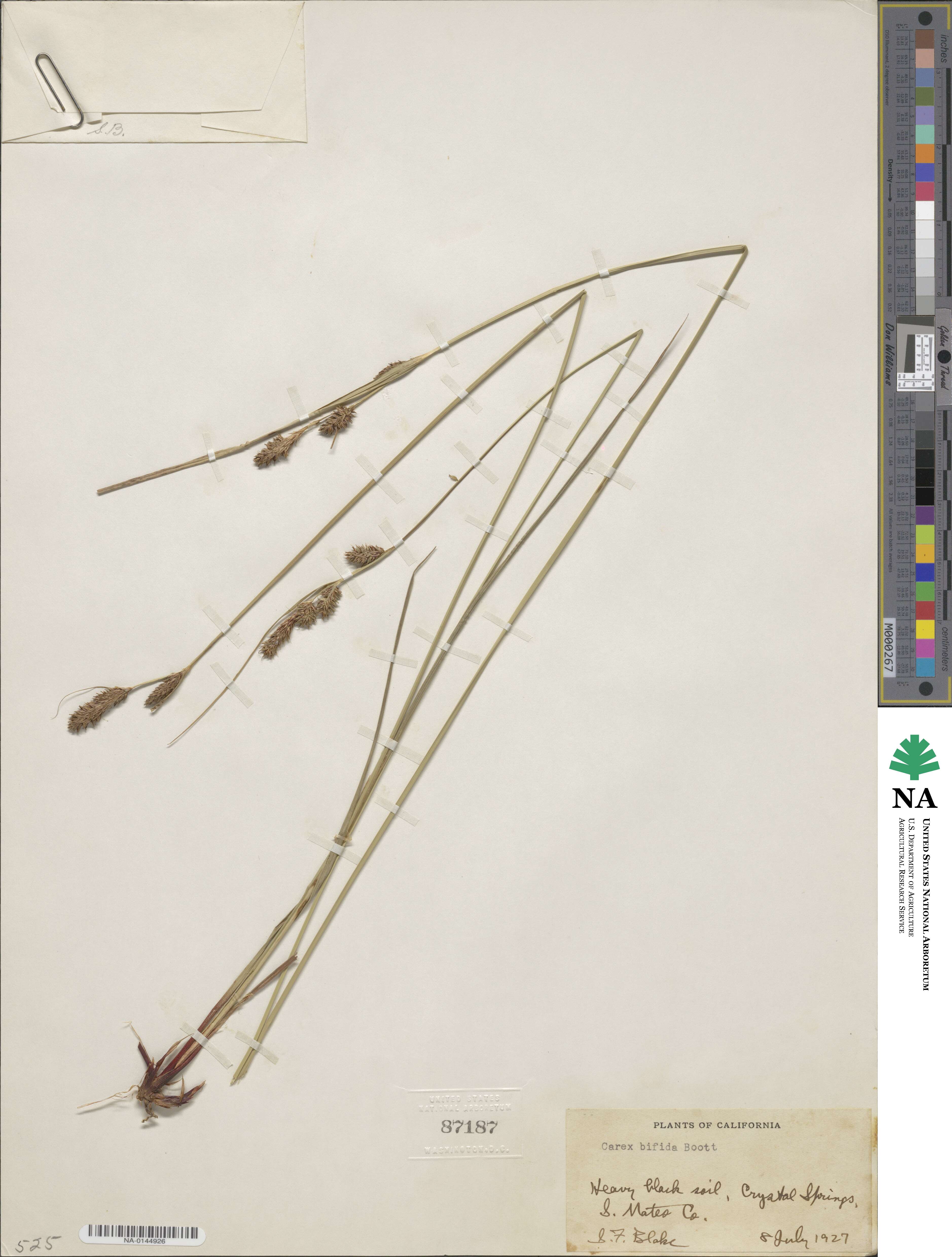 Carex serratodens image