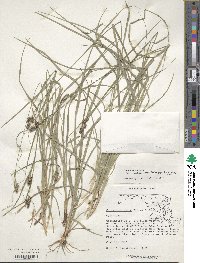 Carex hirsutella image