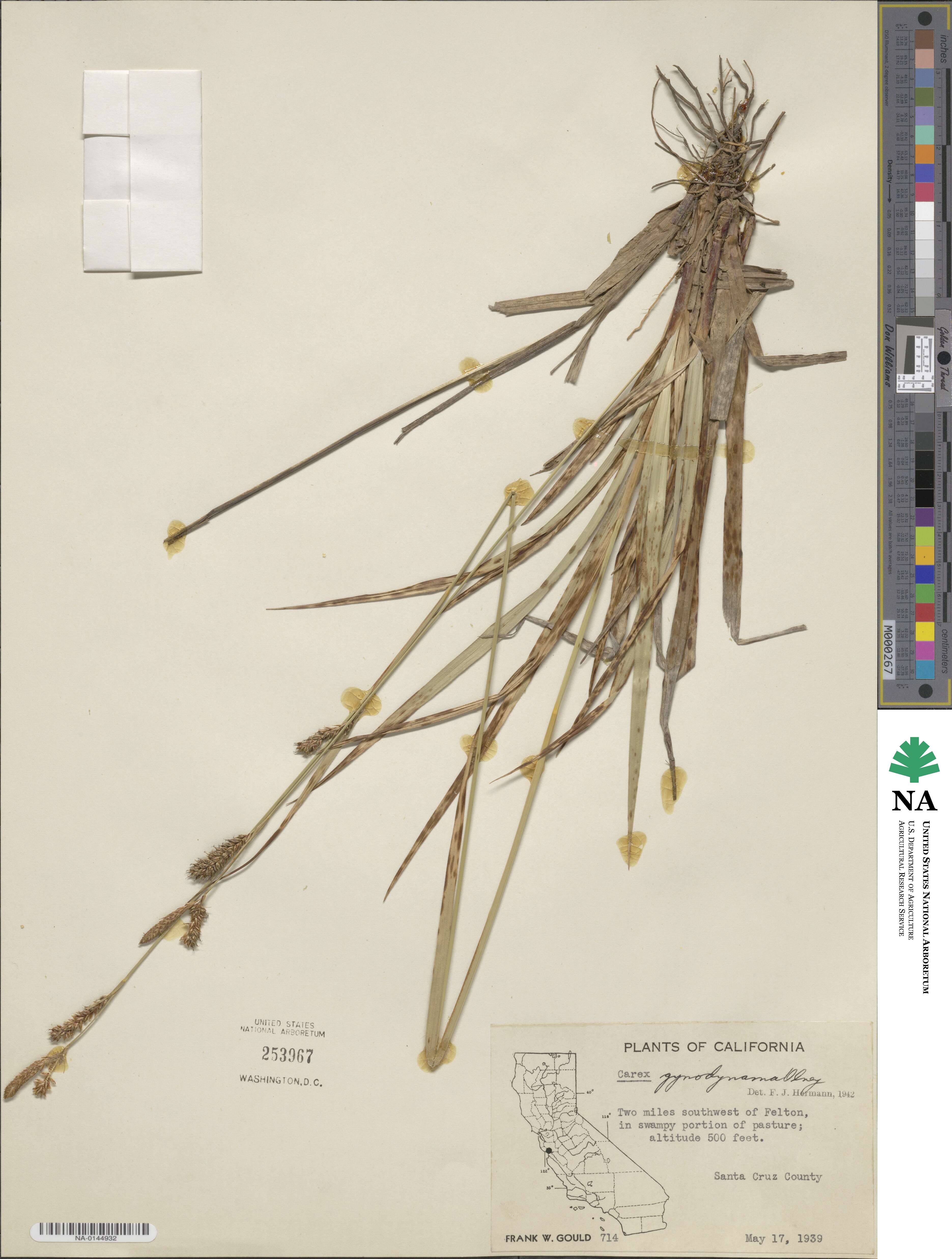 Carex gynodynama image