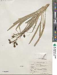 Pitcairnia punicea image