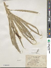 Pitcairnia punicea image