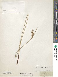 Juncus glaucus image