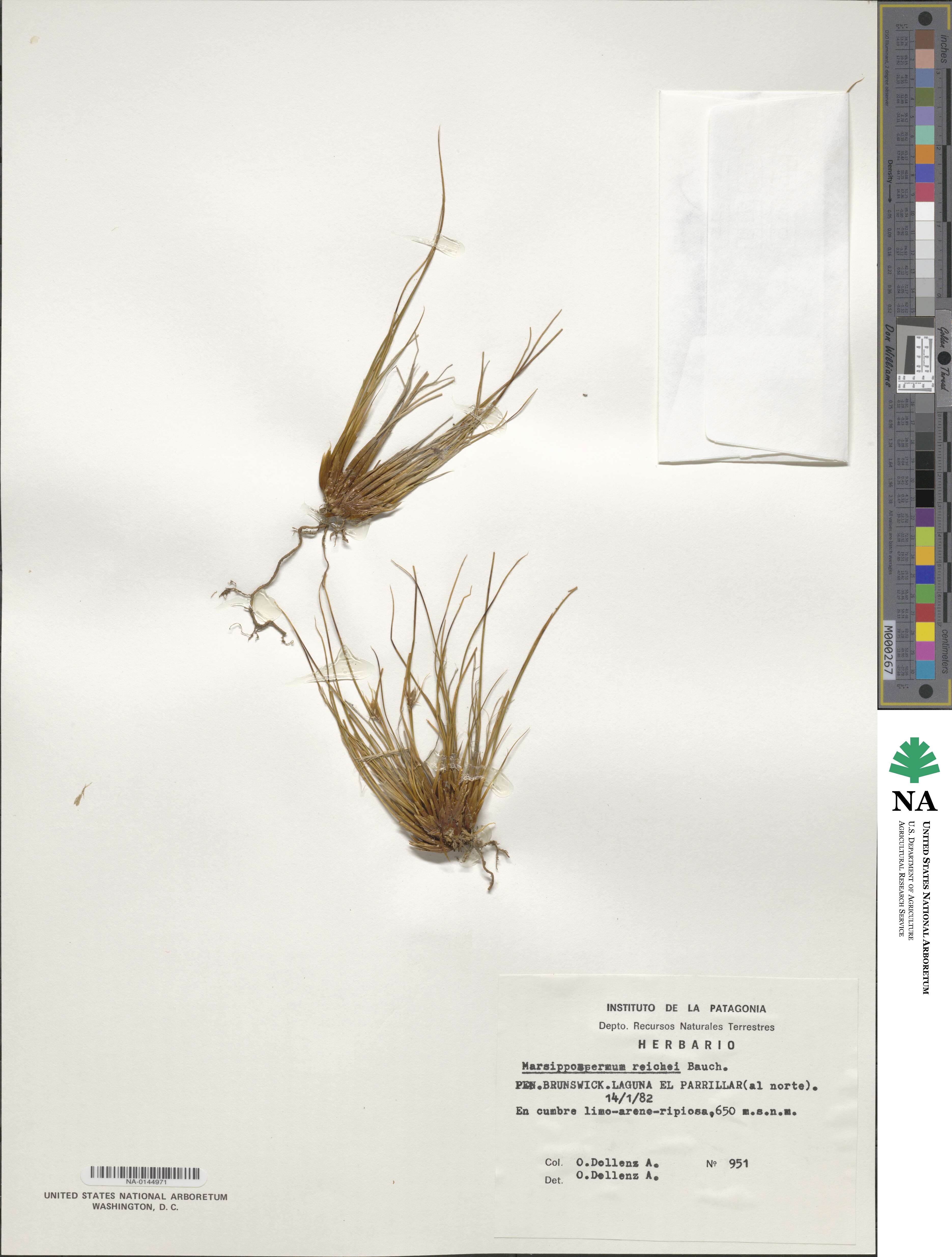 Juncaceae image