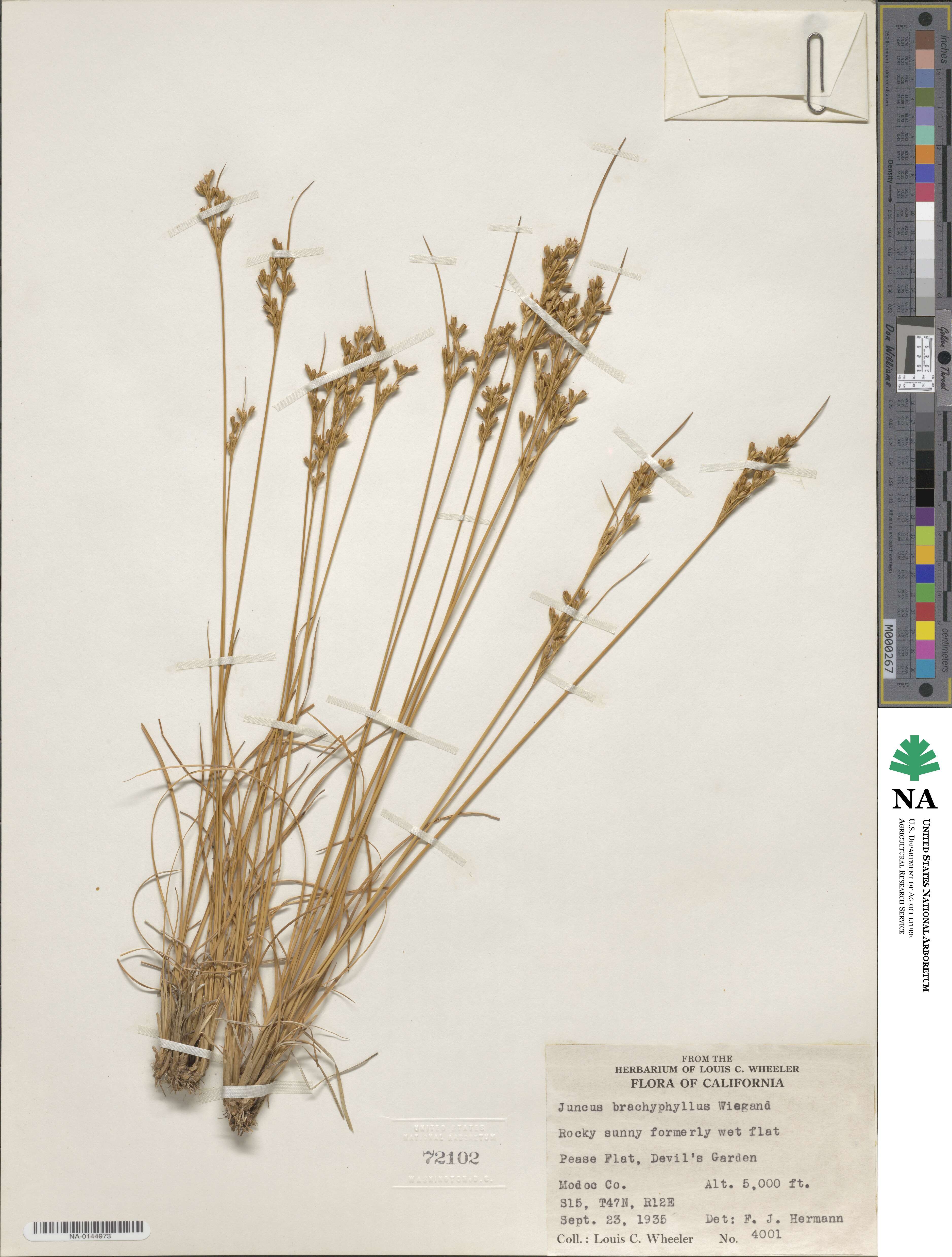 Juncus brachyphyllus image